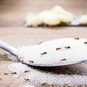 The Seasonal Behavior Of Ants In Long Beach