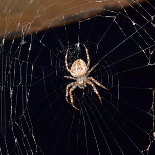 Understanding Spider Behavior During Long Beach Seasons