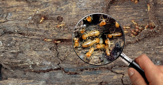 Understanding Termite Seasons in Long Beach