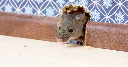 mouse eating a hole in the wall