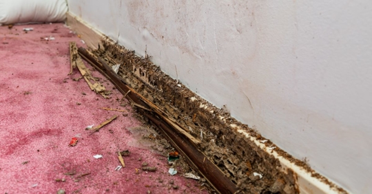 termite damage