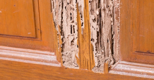 termite damage