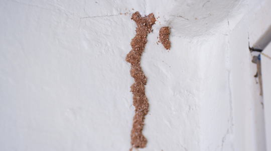 termites on wall