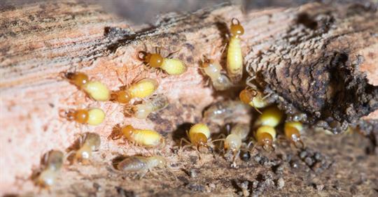 termites