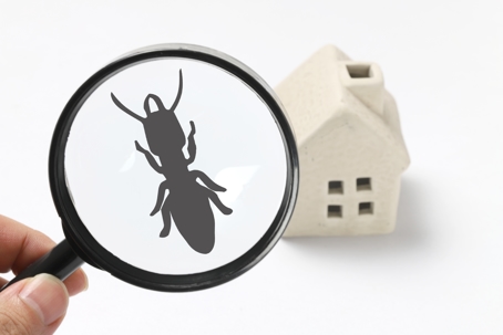 Termite and House