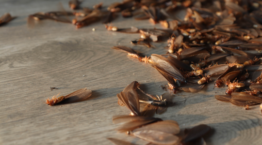 Termites