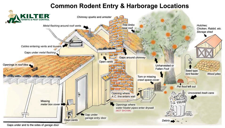   Diagram of Common Rodent Entry Locations In A Home