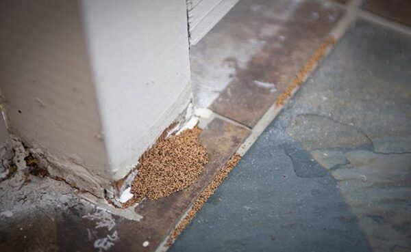 Termite droppings on floor