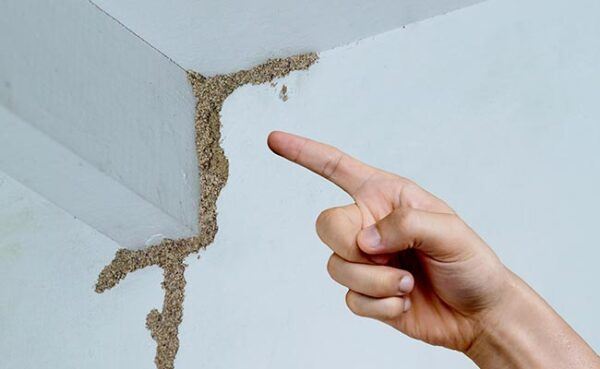Termite mud tubes on wall and ceiling