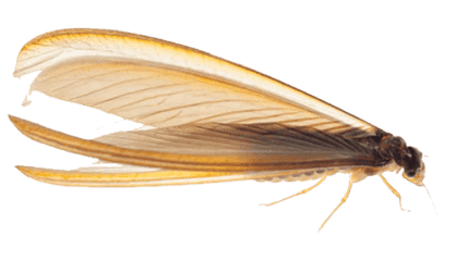 dampwood termite