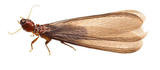 drywood termite