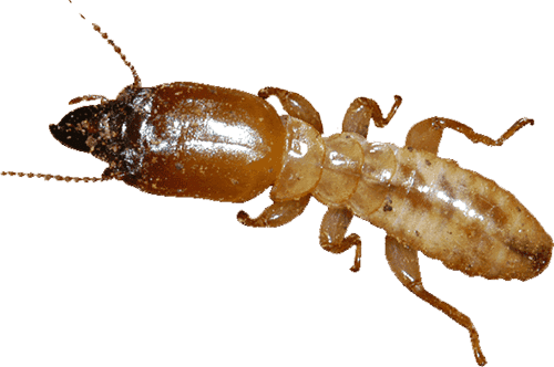 subterranean termite